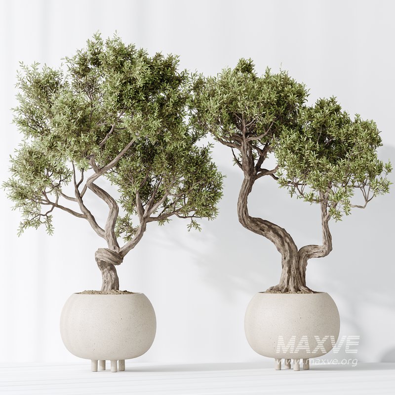 AV Indoor plants set 138 Ficus Retusa Microcarpa Bonsai Ginseng - Image 1