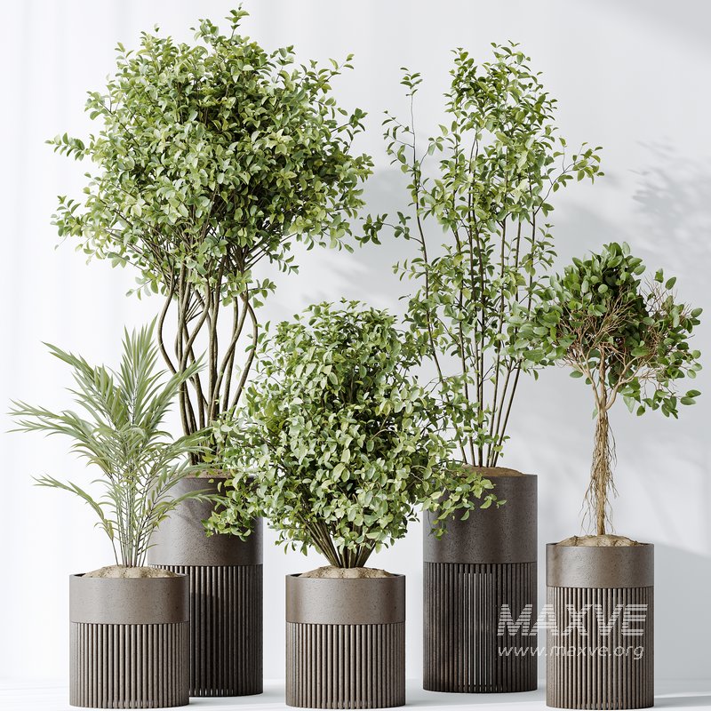 AV Indoor plants set 134 Beech Olea Europaea Olive and Ficus Benjamina African Fig and Mountain Kentia Palm - Image 2