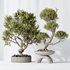 AV Indoor plants set 152 Ficus Retusa Microcarpa Bonsai Ginseng and Bonsai Pinus Pentaphylla Thunbergii - Thumbnail 8