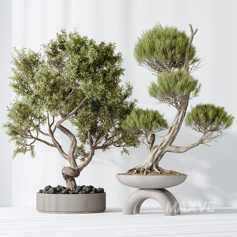 AV Indoor plants set 152 Ficus Retusa Microcarpa Bonsai Ginseng and Bonsai Pinus Pentaphylla Thunbergii - Image 8
