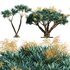 Dracaena Draco-Canary Islands Dragon Tree-03 - Thumbnail 1