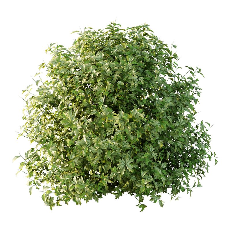 romneya coulter Plant 09 (5 Model) - Image 7