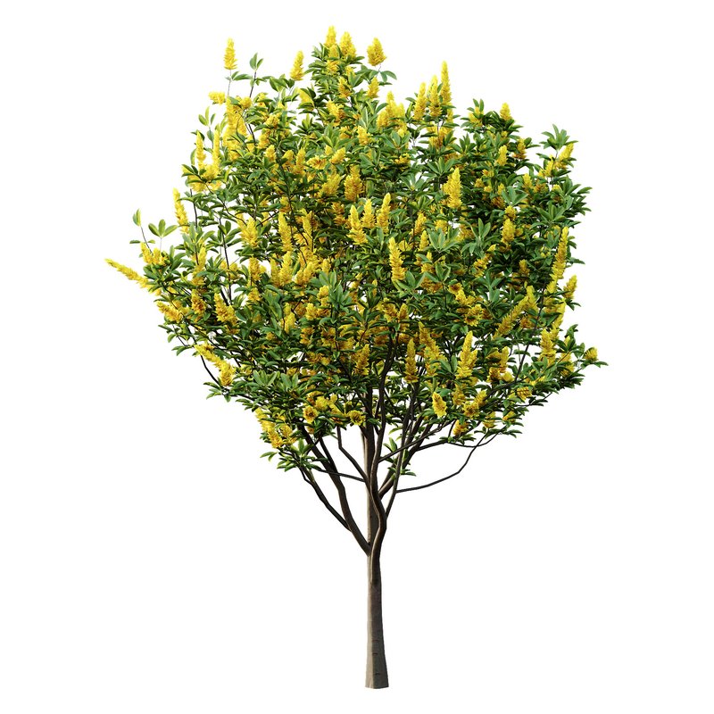 Argyrocytisus battandieri 05 -4 Plants - Image 3