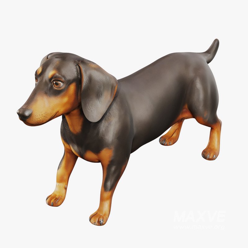 dachshund - Image 4