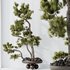 AV Indoor plants set 137 Bonsai Pinus Pentaphylla Thunbergii - Thumbnail 7