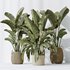 AV Indoor plants set 140 Ravenala Banana Strelitzia Nicolai Bird Of Paradise - Thumbnail 5