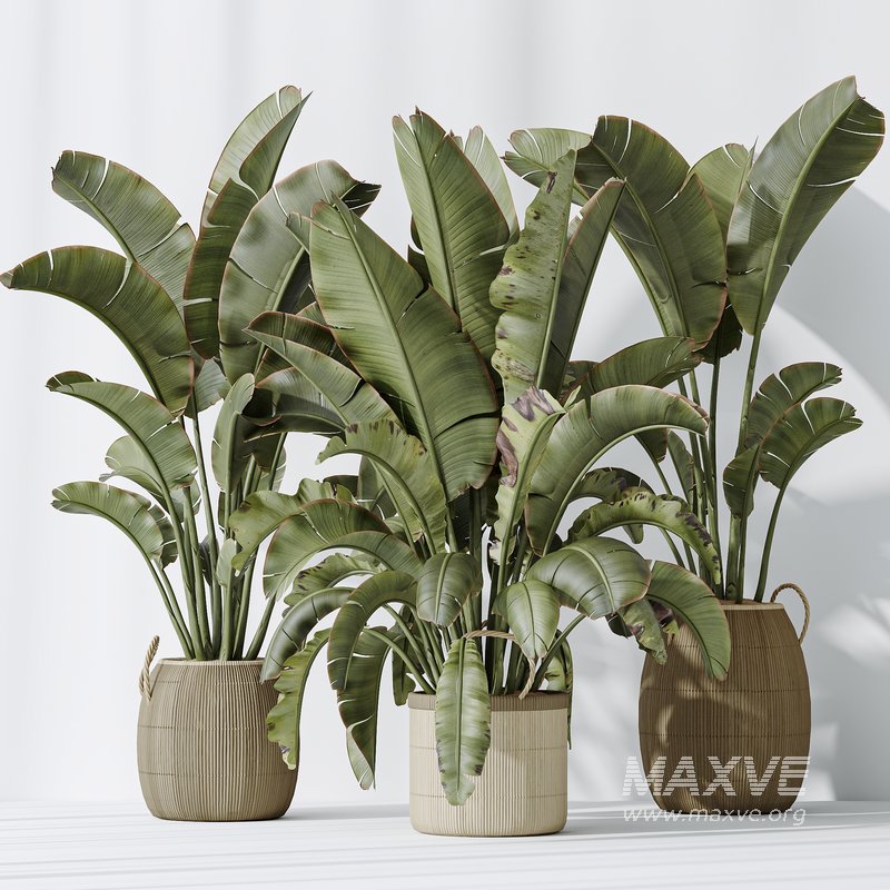 AV Indoor plants set 140 Ravenala Banana Strelitzia Nicolai Bird Of Paradise - Image 5