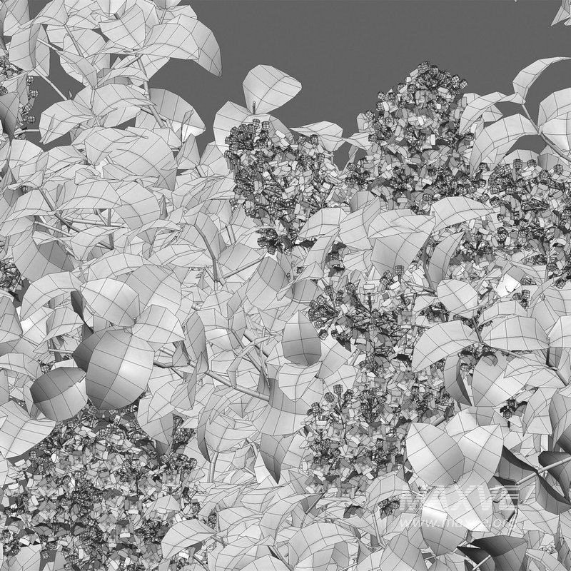 Syringa vulgaris – Common Lilac 02 - Image 5