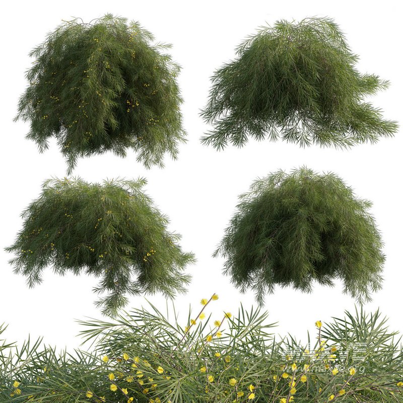 Acacia Cognata Limelight - Image 1