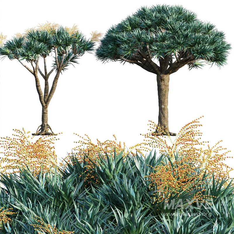 Dracaena Draco-Canary Islands Dragon Tree-04 - Image 1