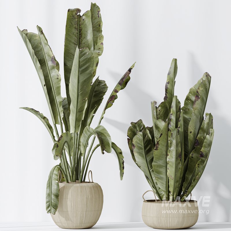 AV Indoor plants set 130 Ravenala Banana Strelitzia Nicolai Bird Of Paradise - Image 5