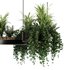 Indoorplants-Hanging plants set-83 - Thumbnail 5