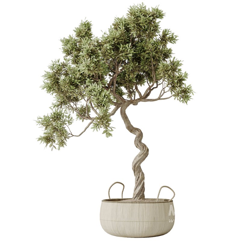 AV Indoor plants set 147 Ravenala Banana Strelitzia Nicolai Bird Of Paradise and Leccino Arbequina Wilsonii Chemlali Olive - Image 1