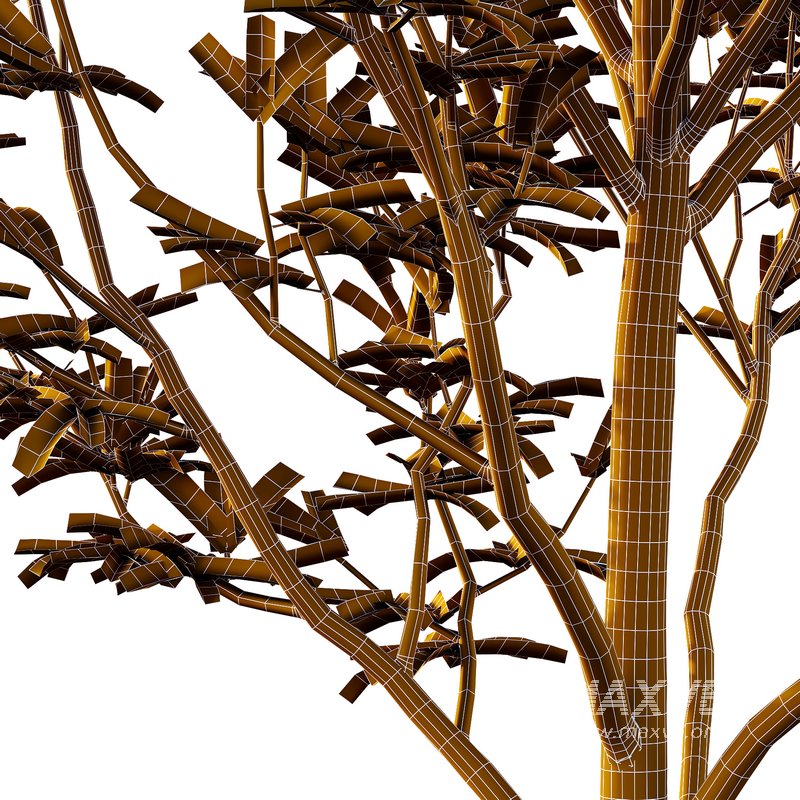 Argyrocytisus battandieri 01 - Image 5