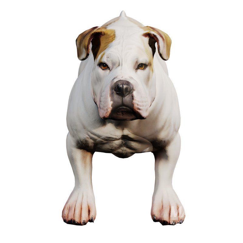 Bulldog - Image 4