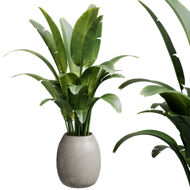 Indoor Plant 28 - Image 2