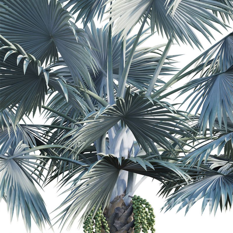 Bismarckia nobilis -Bismarck palm 02 - Image 3
