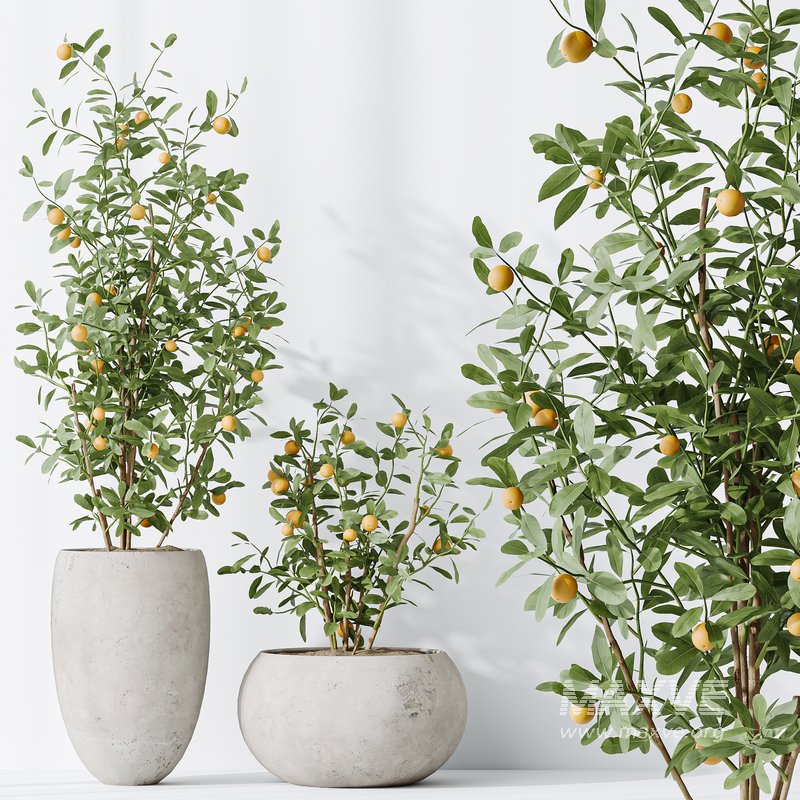 AV Indoor plants set 132 Bonsai China Orange Tree and Beech Olea Europaea Olive and Aloifolia Rostrata Palm - Image 5