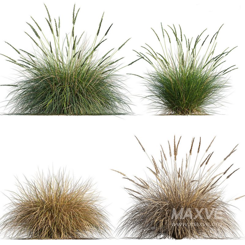 Muhlenbergia rigens -Deer Grass - Image 1