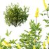 Argyrocytisus battandieri 03 - Thumbnail 3