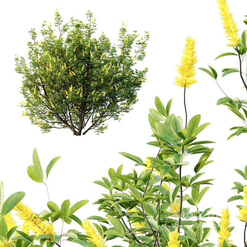 Argyrocytisus battandieri 03 - Image 3