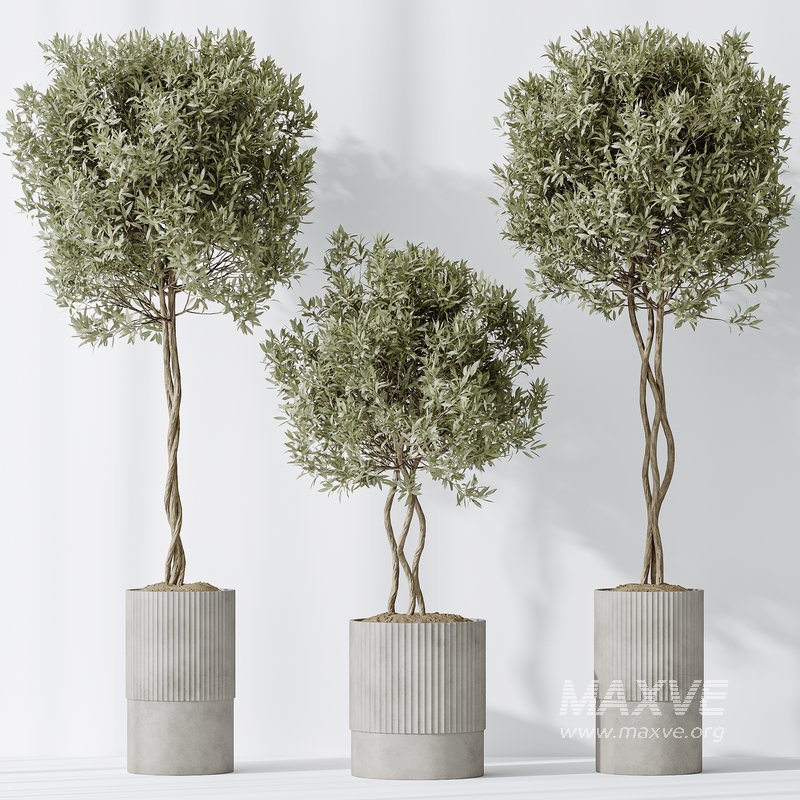 AV Indoor plants set 148 Mission Kalamata Leccino Arbequina Wilsonii Chemlali Olive - Image 4