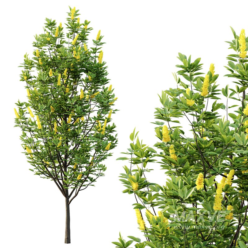 Argyrocytisus battandieri 01 - Image 7
