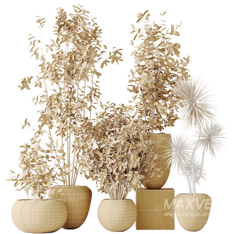 AV Indoor plants set 132 Bonsai China Orange Tree and Beech Olea Europaea Olive and Aloifolia Rostrata Palm - Image 7