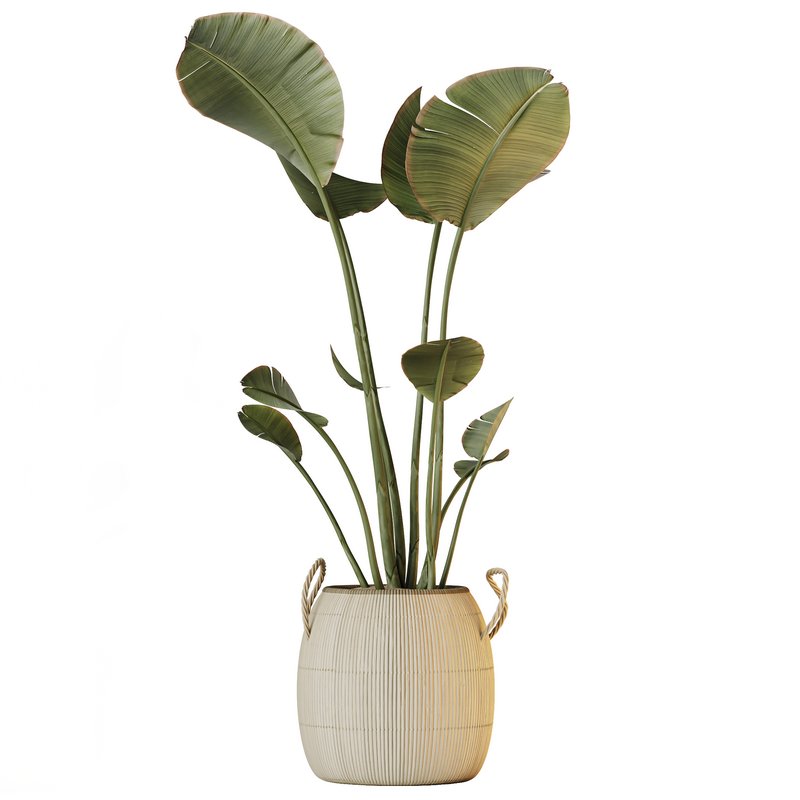 AV Indoor plants set 142 Ravenala Banana Strelitzia Nicolai Bird Of Paradise - Image 2