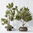 AV Indoor plants set 137 Bonsai Pinus Pentaphylla Thunbergii - Thumbnail 4