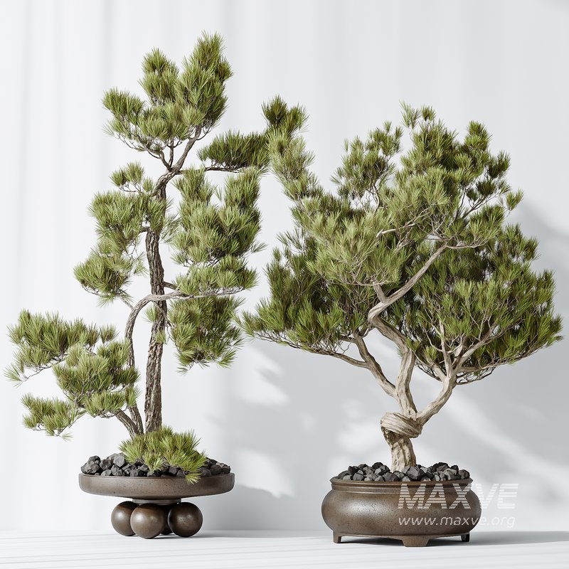 AV Indoor plants set 137 Bonsai Pinus Pentaphylla Thunbergii - Image 4