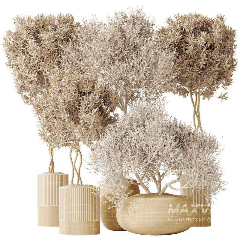 AV Indoor plants set 148 Mission Kalamata Leccino Arbequina Wilsonii Chemlali Olive - Image 5