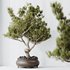 AV Indoor plants set 137 Bonsai Pinus Pentaphylla Thunbergii - Thumbnail 1