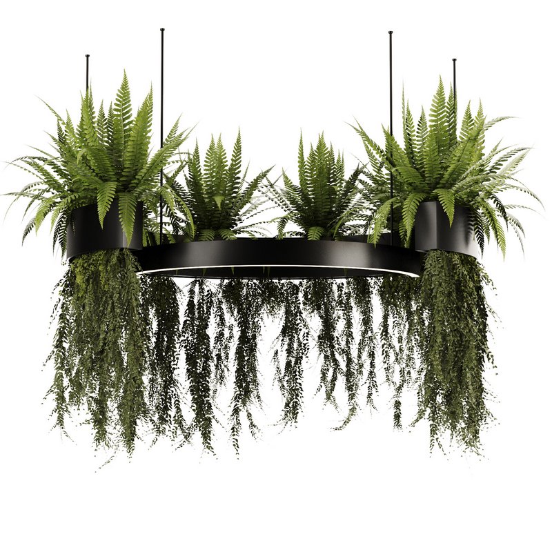 Indoorplants-Hanging plants set-84 - Image 4