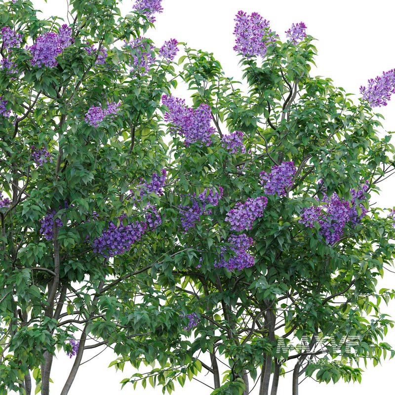 Syringa vulgaris – Common Lilac 04 - Image 3