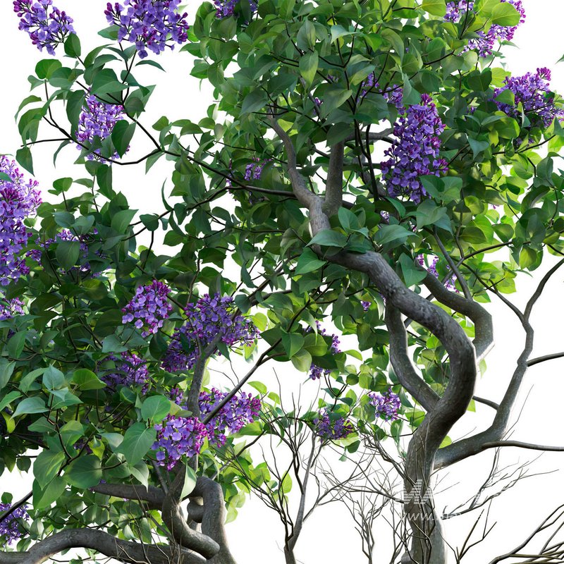 Syringa vulgaris – Common Lilac 01 - Image 3