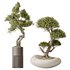 AV Indoor plants set 139 Bonsai Pinus Pentaphylla Thunbergi and Ficus Retusa Microcarpa Bonsai Ginseng - Thumbnail 4