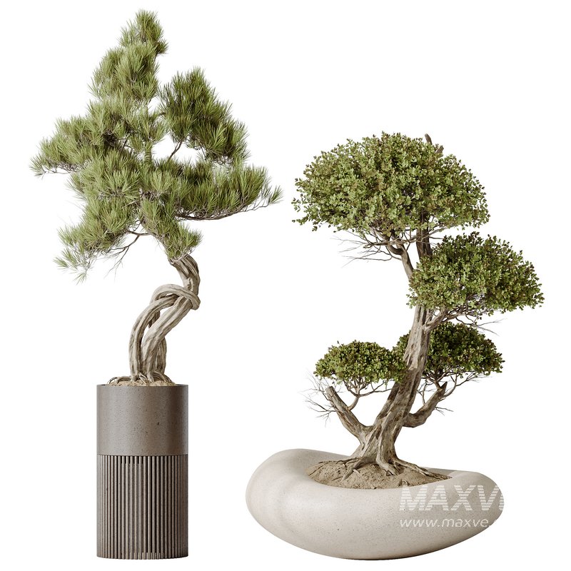 AV Indoor plants set 139 Bonsai Pinus Pentaphylla Thunbergi and Ficus Retusa Microcarpa Bonsai Ginseng - Image 4
