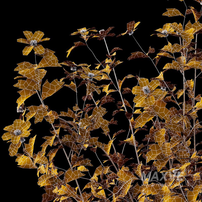 romneya coulter Plant 02 -4 Model - Image 4