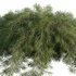 Acacia cognata Limelight-Weeping Acacia - Thumbnail 2