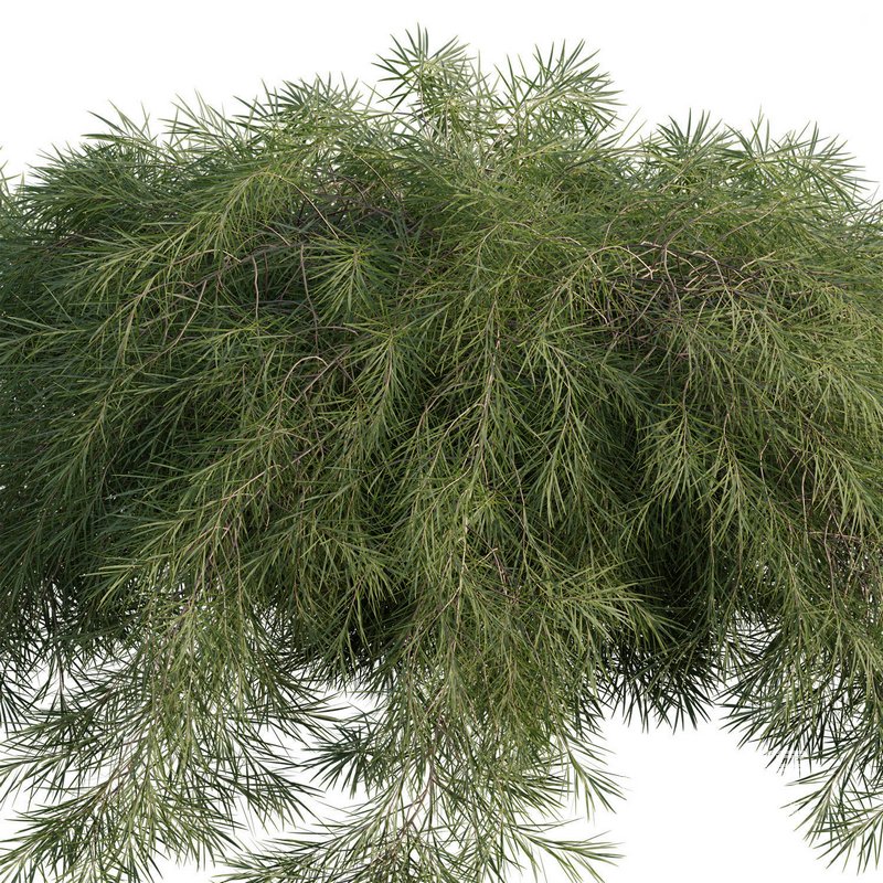 Acacia cognata Limelight-Weeping Acacia - Image 2