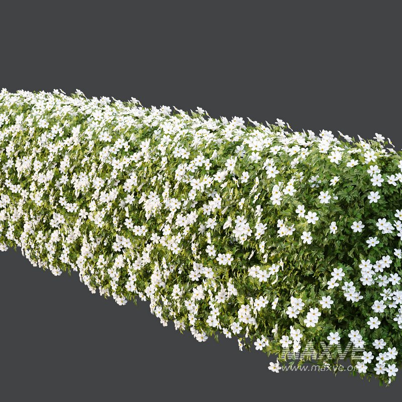 romneya coulter Plant 05 - Image 2