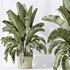 AV Indoor plants set 140 Ravenala Banana Strelitzia Nicolai Bird Of Paradise - Thumbnail 3