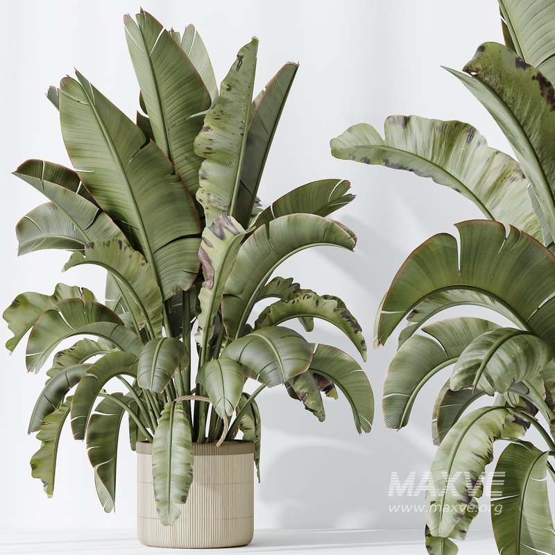 AV Indoor plants set 140 Ravenala Banana Strelitzia Nicolai Bird Of Paradise - Image 3