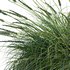 Muhlenbergia rigens -Deer Grass - Thumbnail 2