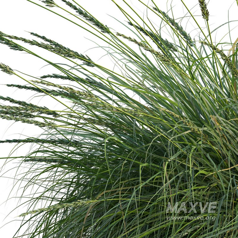 Muhlenbergia rigens -Deer Grass - Image 2