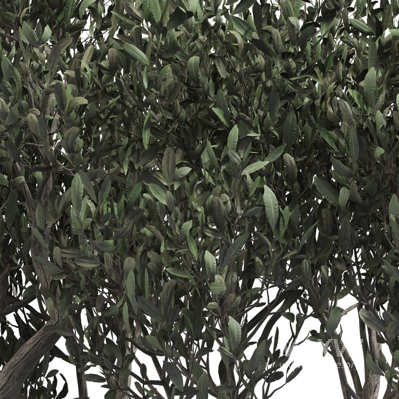 olive tree in concrete pot plant - Image 3