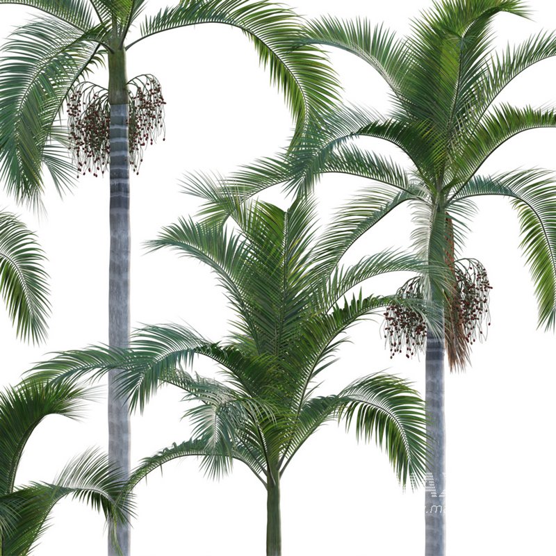 Archontophoenix Alexandrae - Image 3