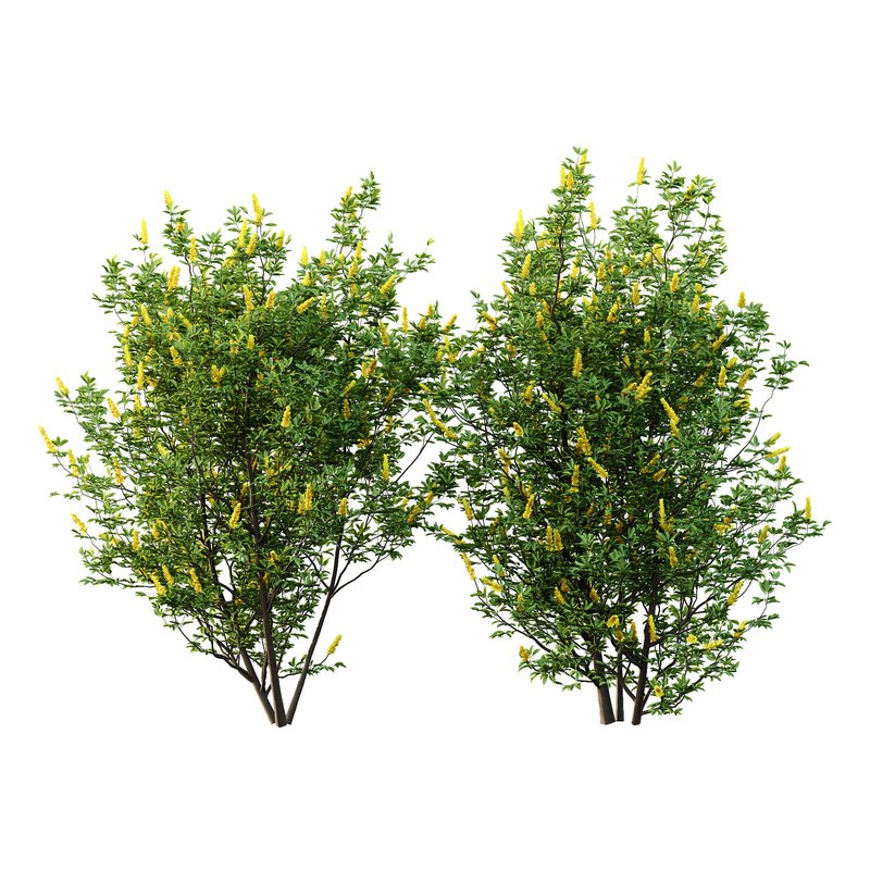 Argyrocytisus battandieri 04 - Image 1