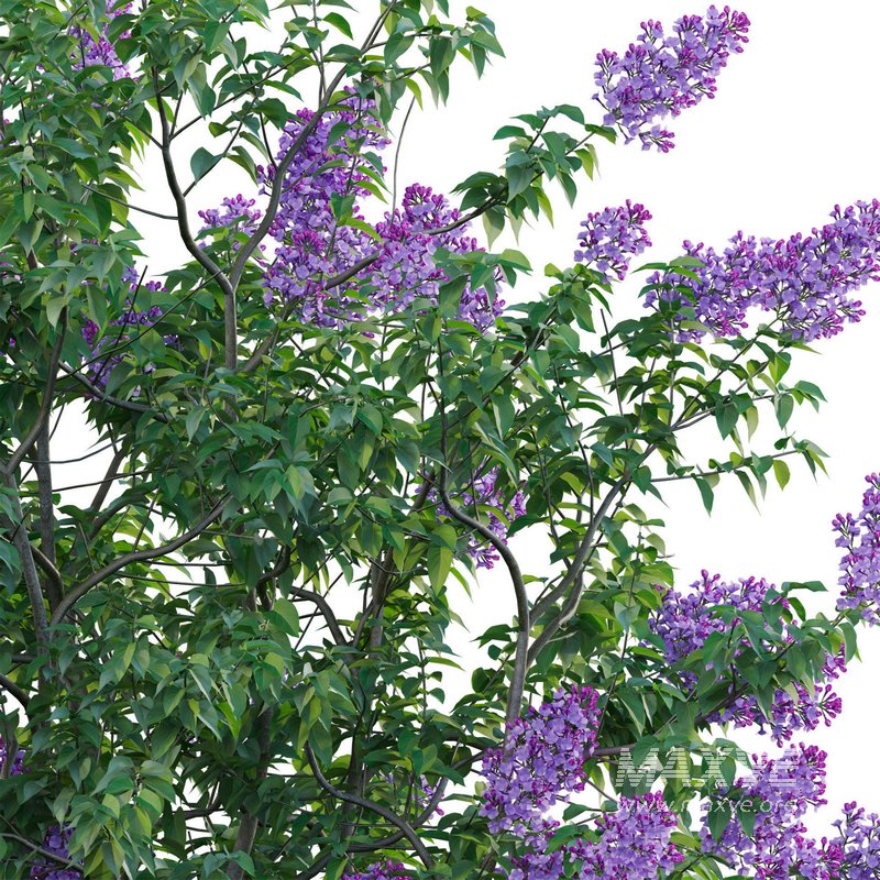Syringa vulgaris – Common Lilac 04 - Image 4